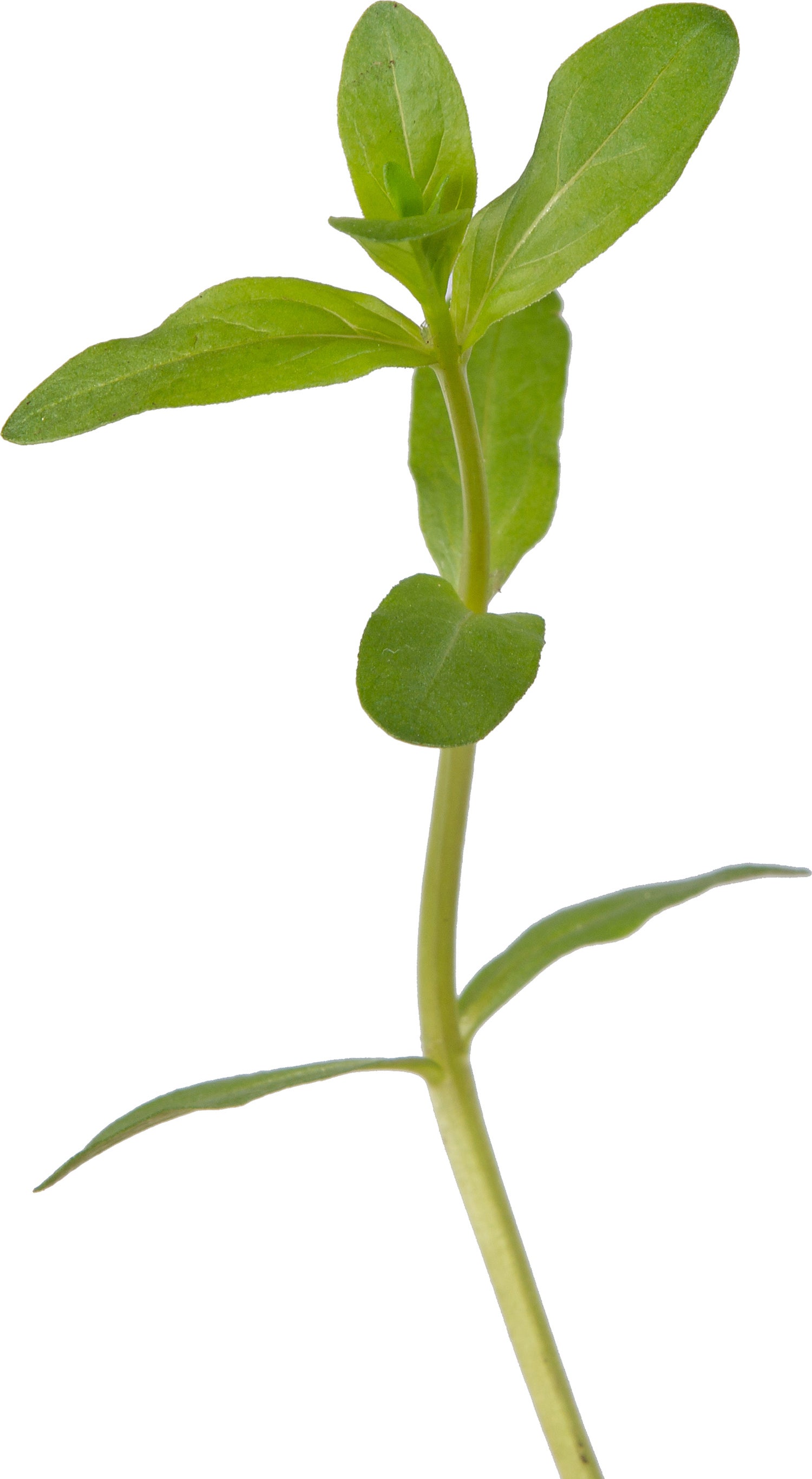 Grote Kattenstaart (Lythrum salicaria) D 9 H 20 cm