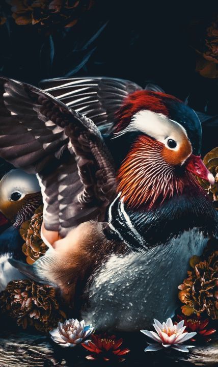 Schilderij Mandarin Ducks - dibond