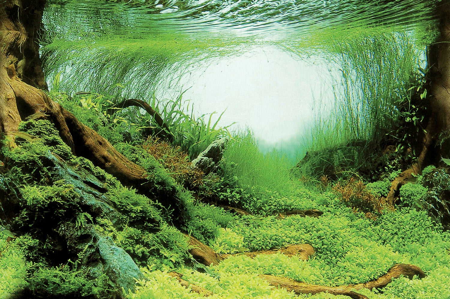 SuperFish aquarium decoratie Poster C1 multi 60 x 30 cm