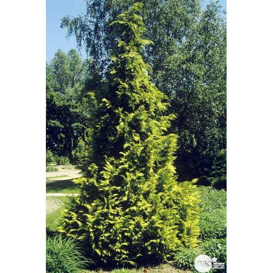 Chamaecyparis Lawsoniana Allumii Gold : 100/125 cm pot 4L