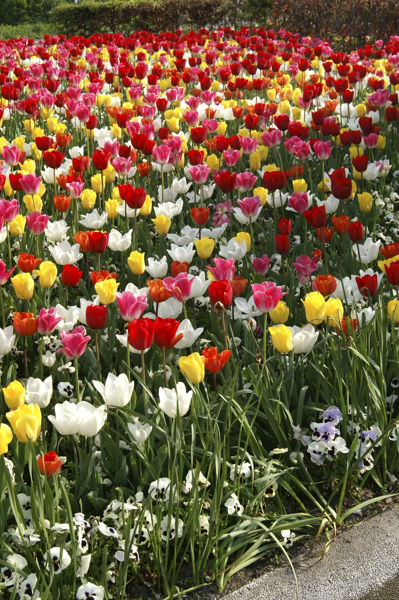Tulipa gesneriana Triumph-Group Triumph-tulipan