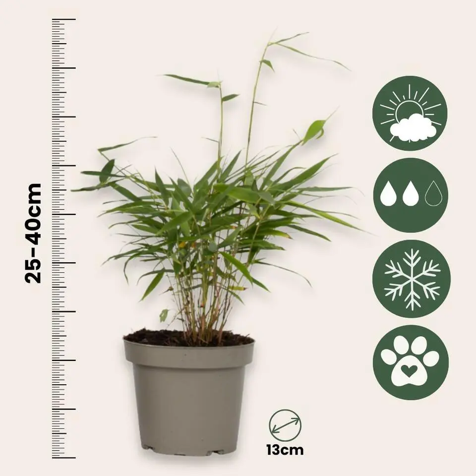 Kleurrijke Bamboe - Set van 6 - Fargesia 'Asian Wonder' - Hoogte 25-40cm - ⌀13cm