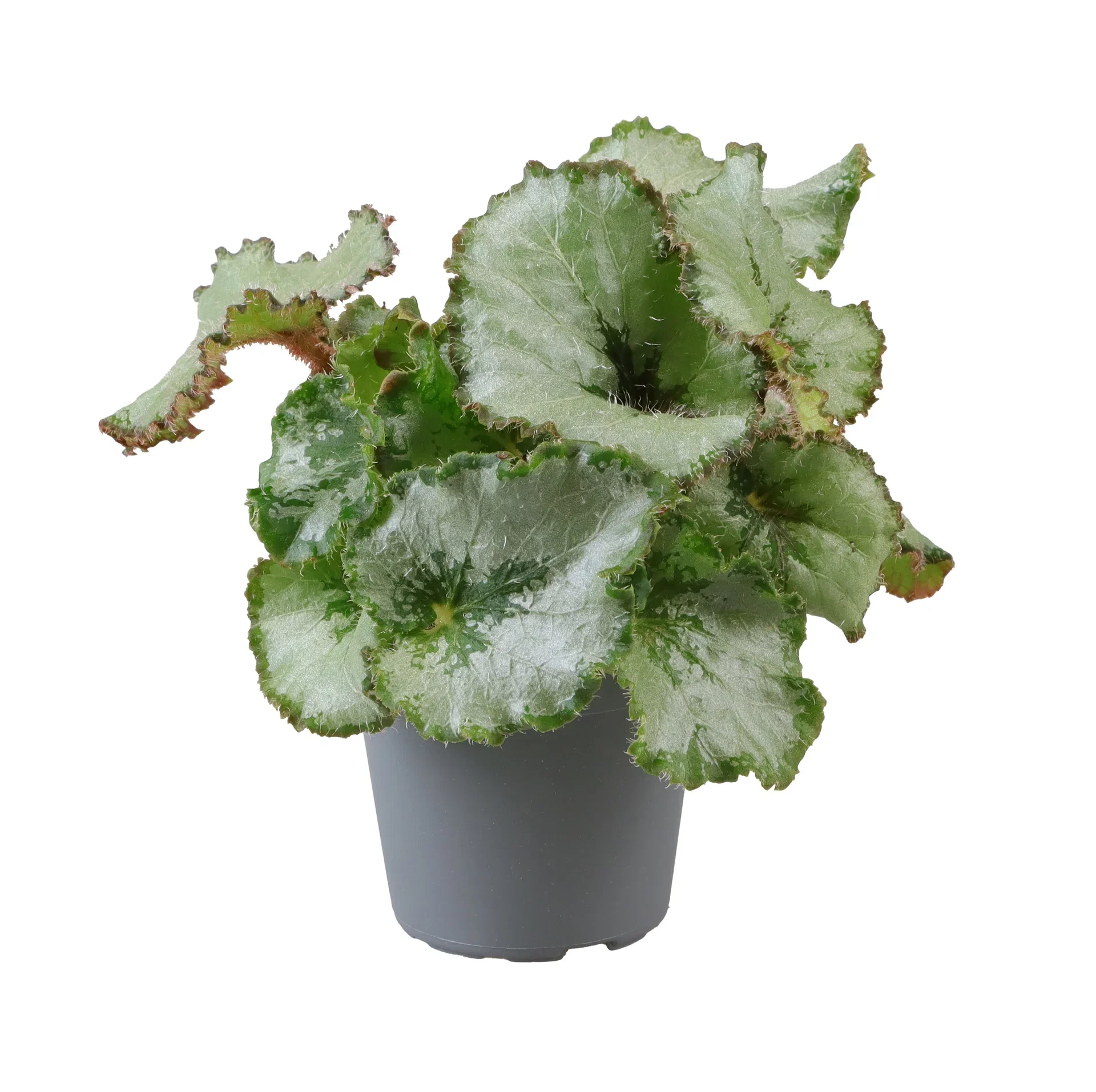 Begonia rex Rexbegonia mini mix Høyde 10 cm