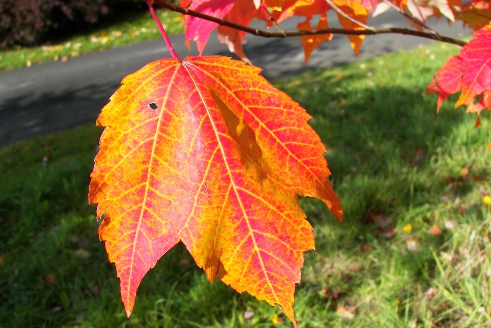 Jardin dans le sac - erable rouge - 20 graines - acer rubrum