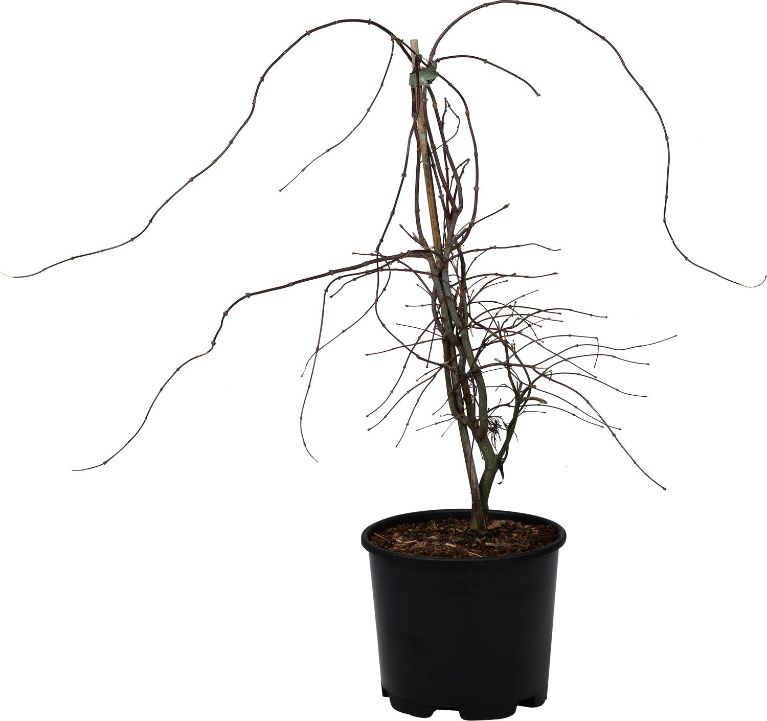 Japanse Esdoorn (Acer palmatum 'Garnet' ) D 32 H 80 cm
