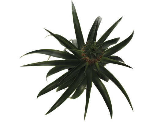 FloraSelf Ananas x Hybride H 45-55 cm Ø 12 cm pot
