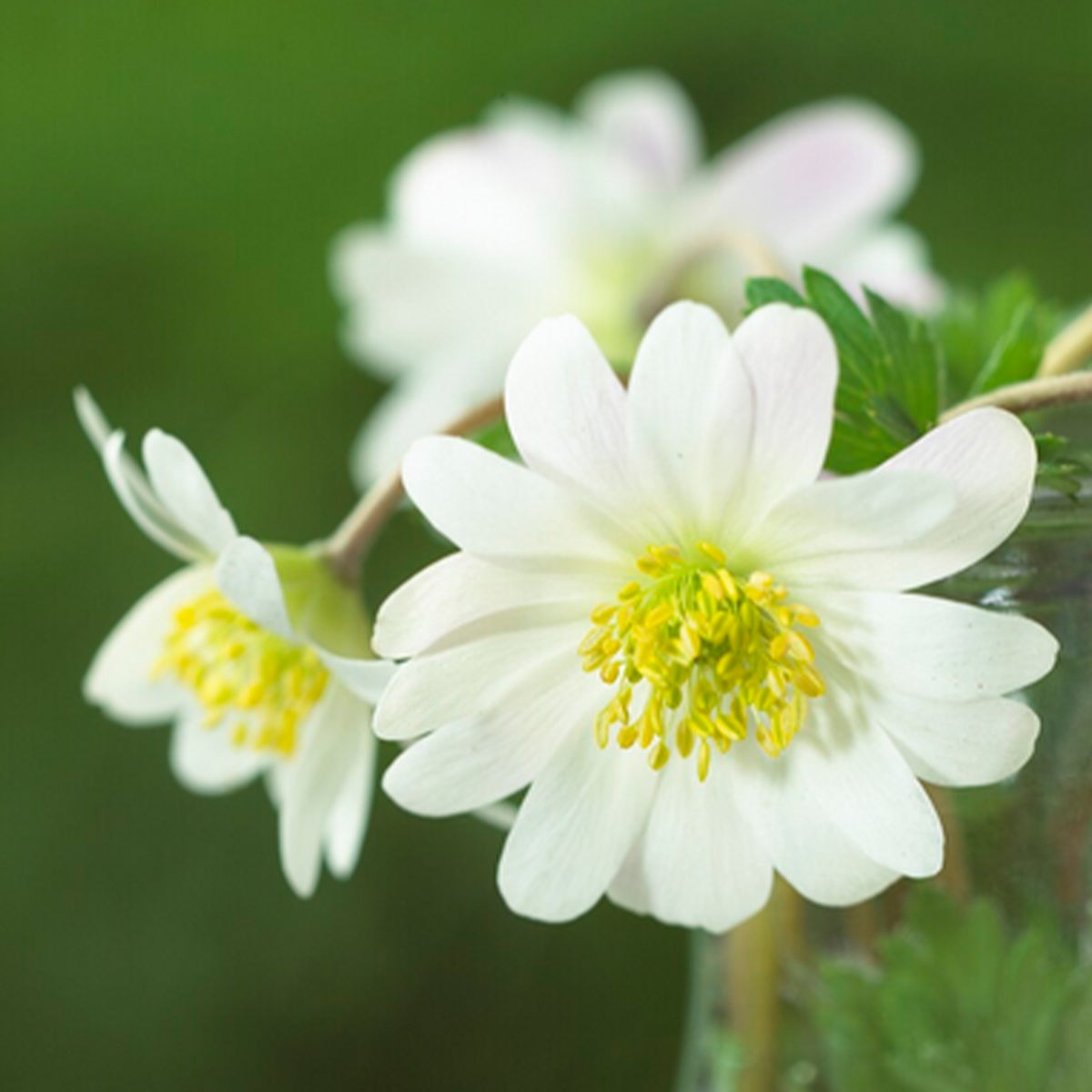 Bloomique – Mix van 50 – Anemone Blanda – Oosterse Anemoon – Kleurenmix – Bloembollen – Voorjaarsbloeier – Vaste planten – Wordt 10–15 cm hoog