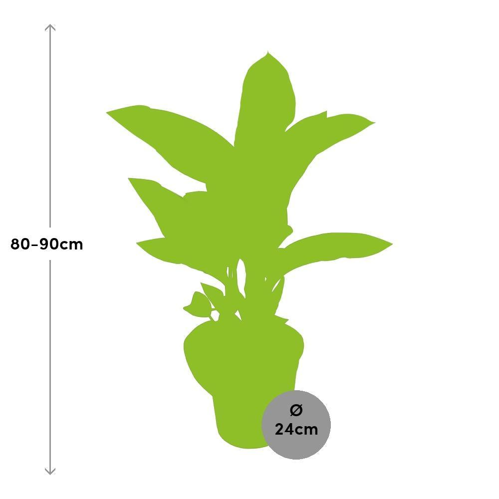 Plante d'intérieur - dieffenbachia 'seguine tropic snow' 85.0cm