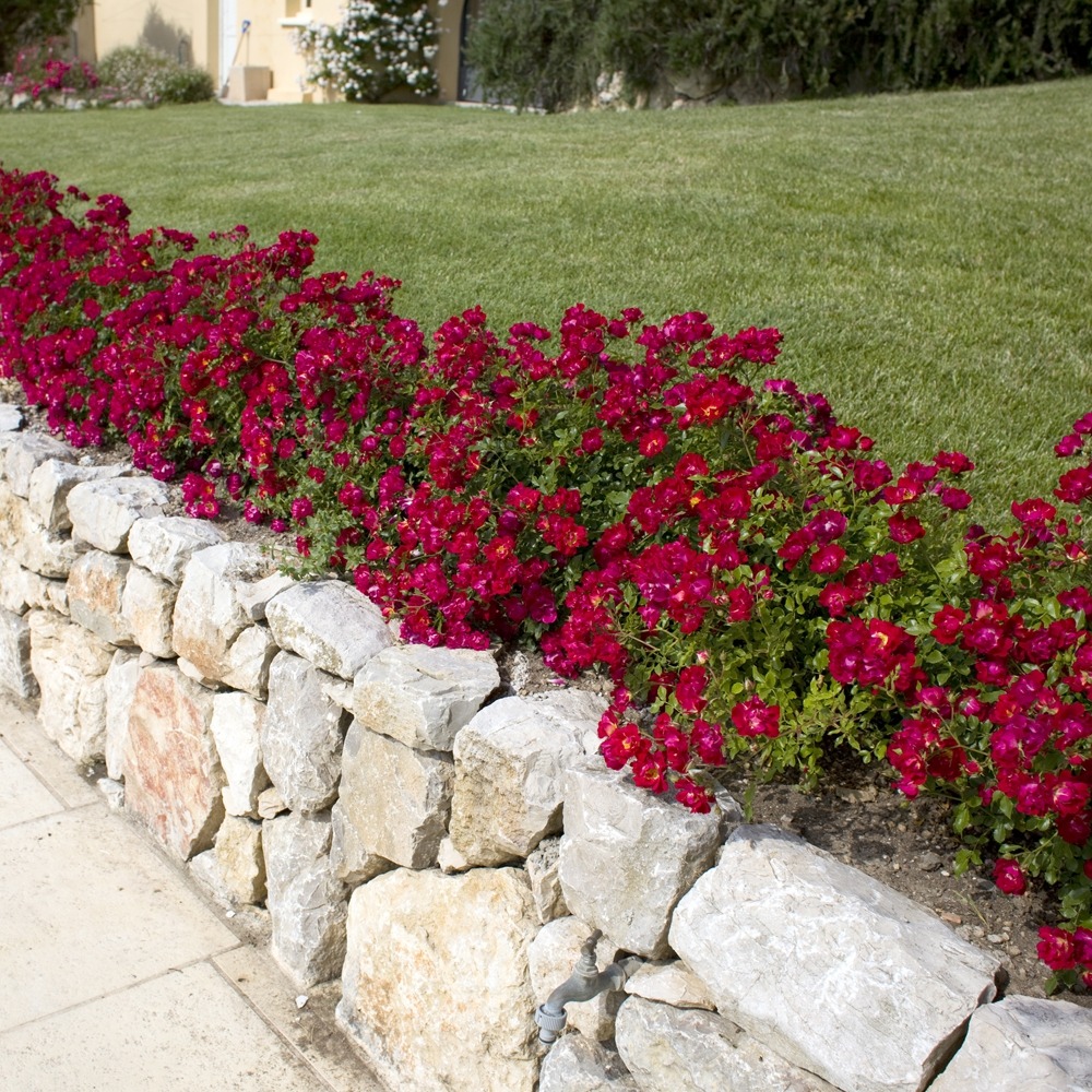 Rosier red drift ® meigalpio le rosier en lot de 3 godets