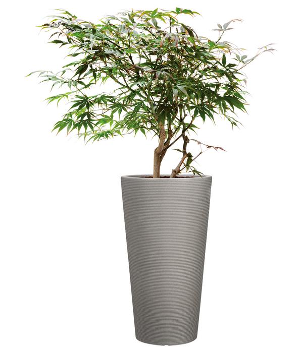 Scheurich Kunststoff-Topf Coneo High, rund