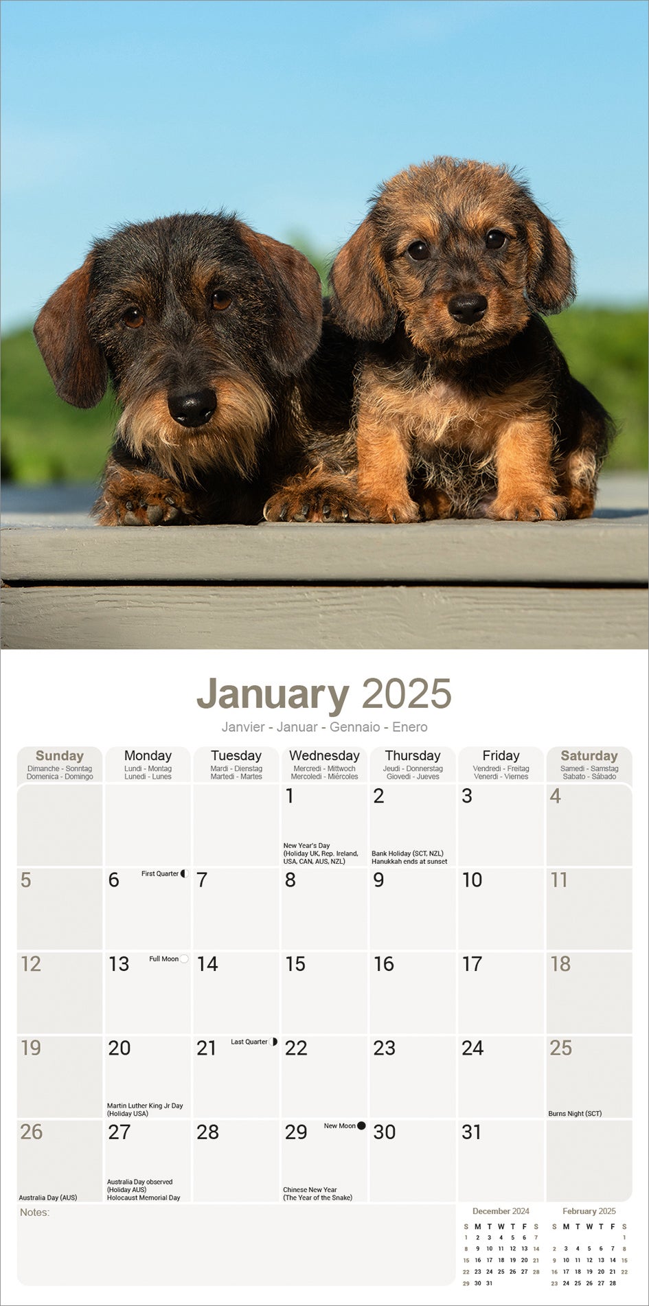 Plenty Gifts kalender teckel ruwhaar 30 x 30 x 0,5 cm