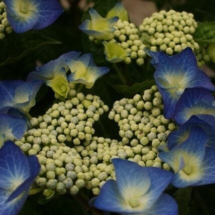 Hortensia (Hydrangea macrophylla 'Blaumeise') D 17 H 40 cm