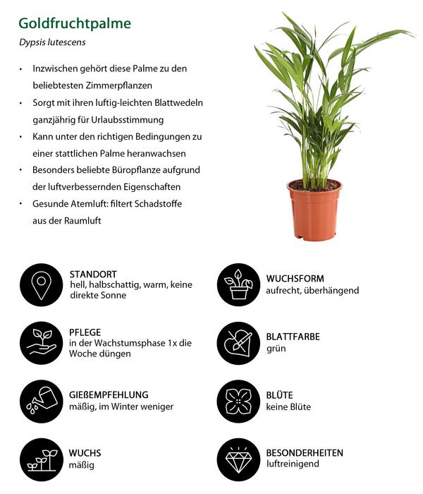 Zimmerpflanzen-Set Home Office, 3-teilig