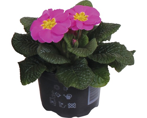 Kussensleutelbloem FloraSelf Primula acaulis Ø 11 cm pot willekeurige variëteitselectie