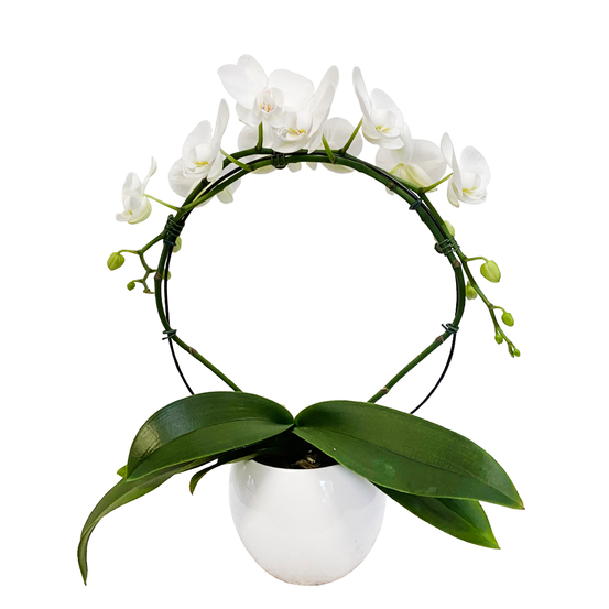 Orchidée Phalaenopsis en arceau 2 tiges - pot D.12 cm