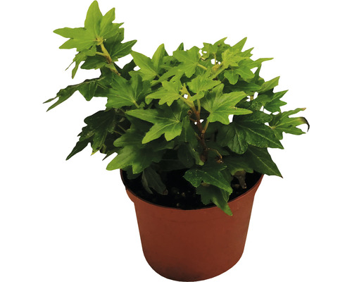 Groene klimopmix FloraSelf Hedera H 10-15 cm Ø 7 cm Pot Willekeurige variëteitselectie