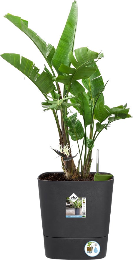 Elho bloempot Greensense Aqua Care antraciet 38 x 38 x 38,9 cm
