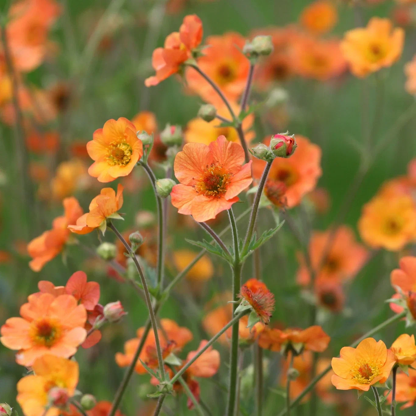 Geum 'Totally Tangerine' Humleblom 'Totally Tangerine' Ø19 cm