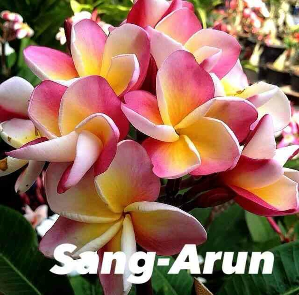 Plumeria rubra 