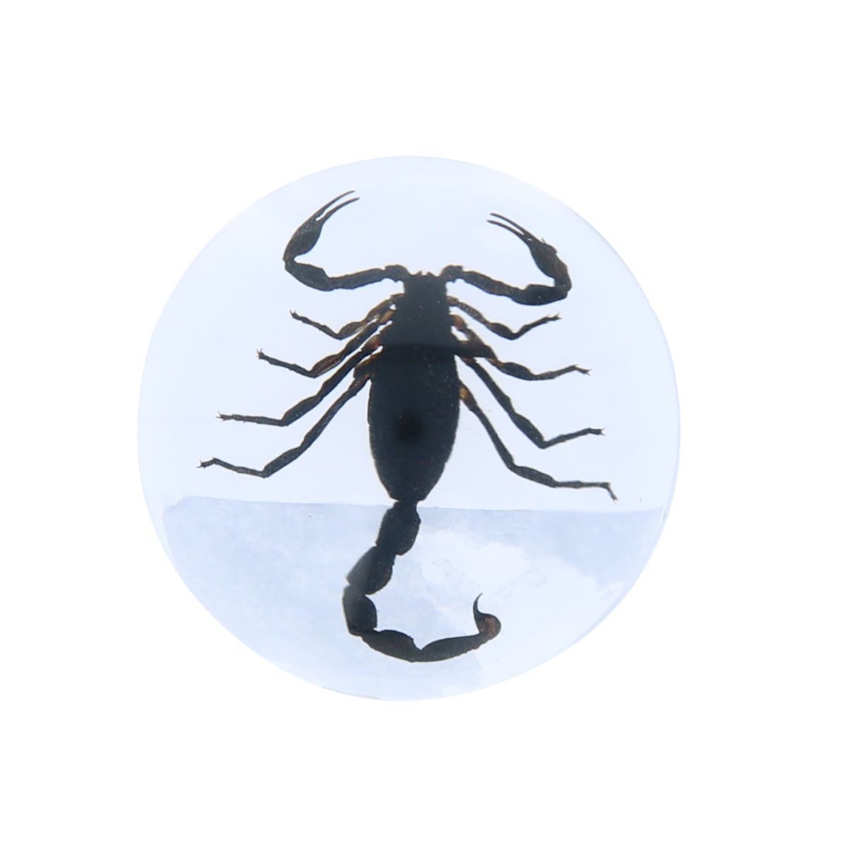Scorpion noir inclusion sous résine Mercredi et Patati