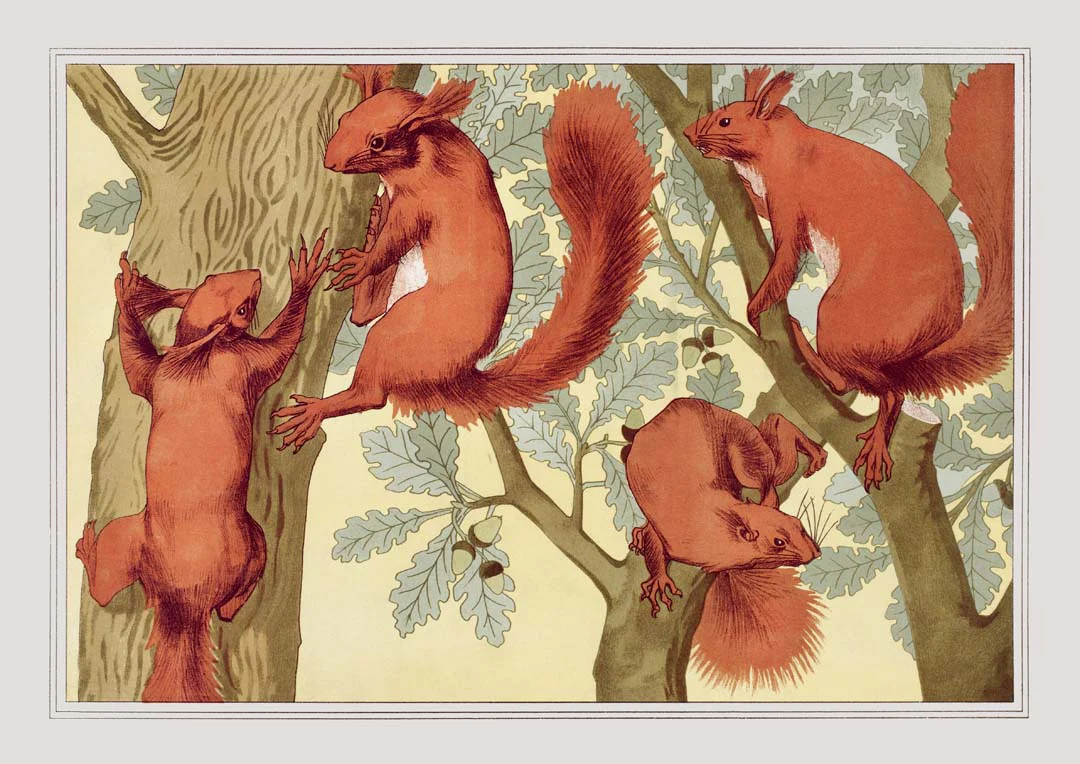 Eichhörnchen