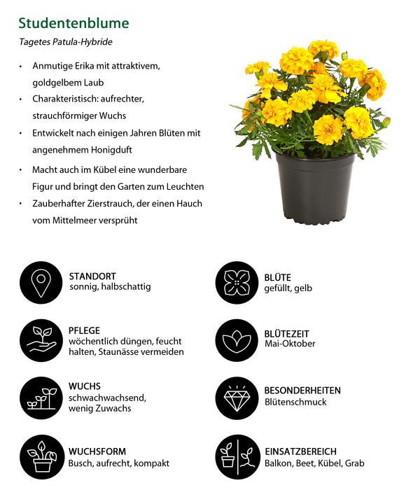 Beet- & Balkonpflanzen-Set Sonnenkuss,