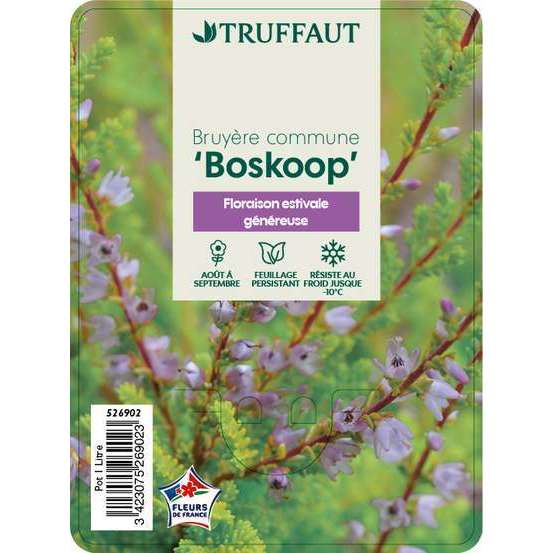 Calluna vulgaris 'Boskoop':conteneur 1 litre