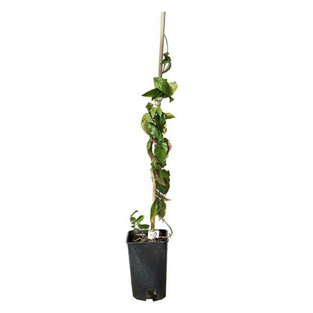 Bignone 'madame galen' - campsis tagliabuana 3l