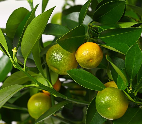 Calamondin-Orange