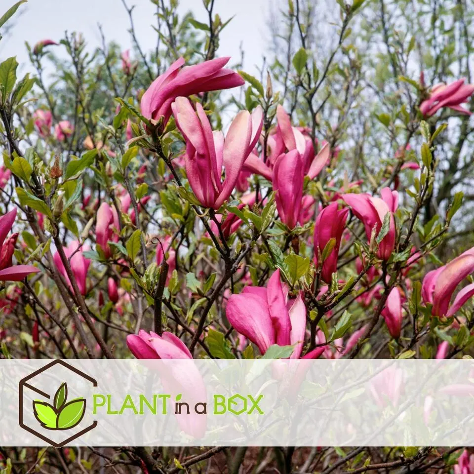 Beverboom - Set van 3 - Magnolia 'Susan' - Hoogte 25-40cm - ⌀9cm