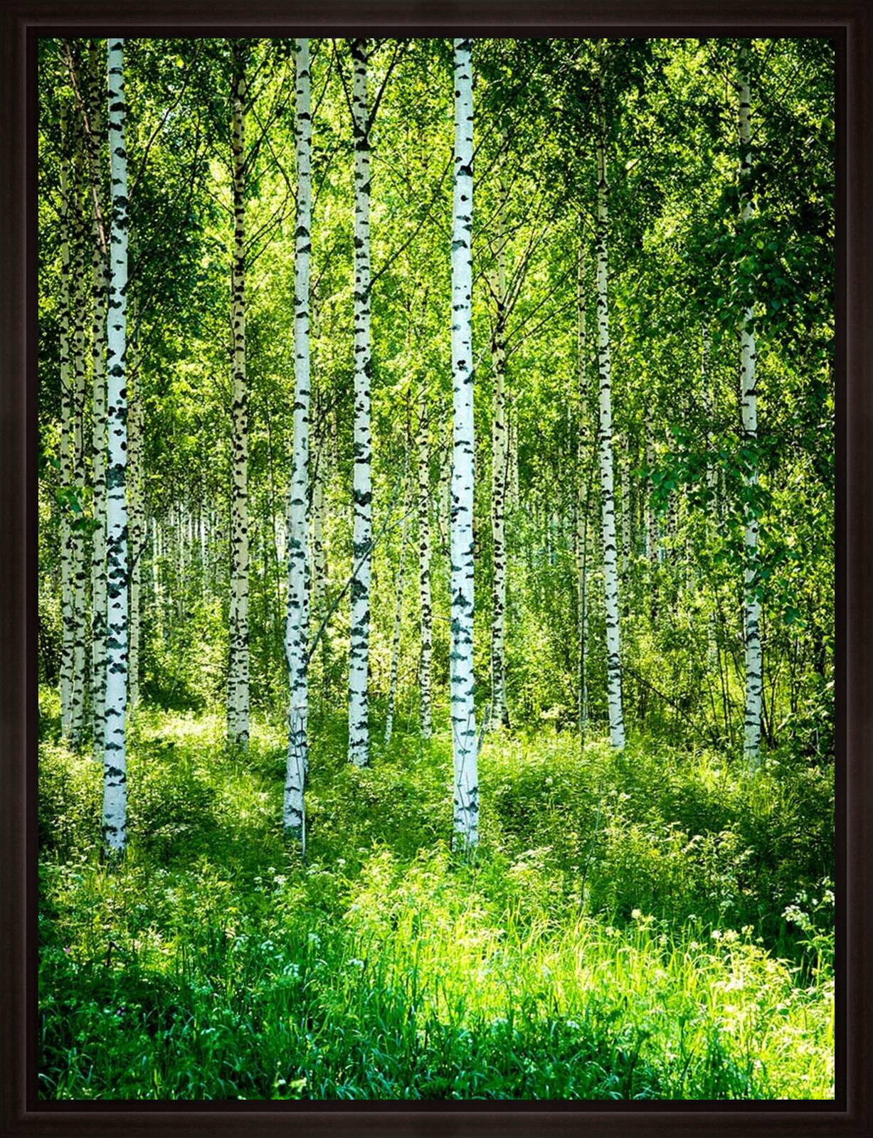 Birch Symphony lll by André Wagner - Limited Edition. Edition of: 150. Signed.