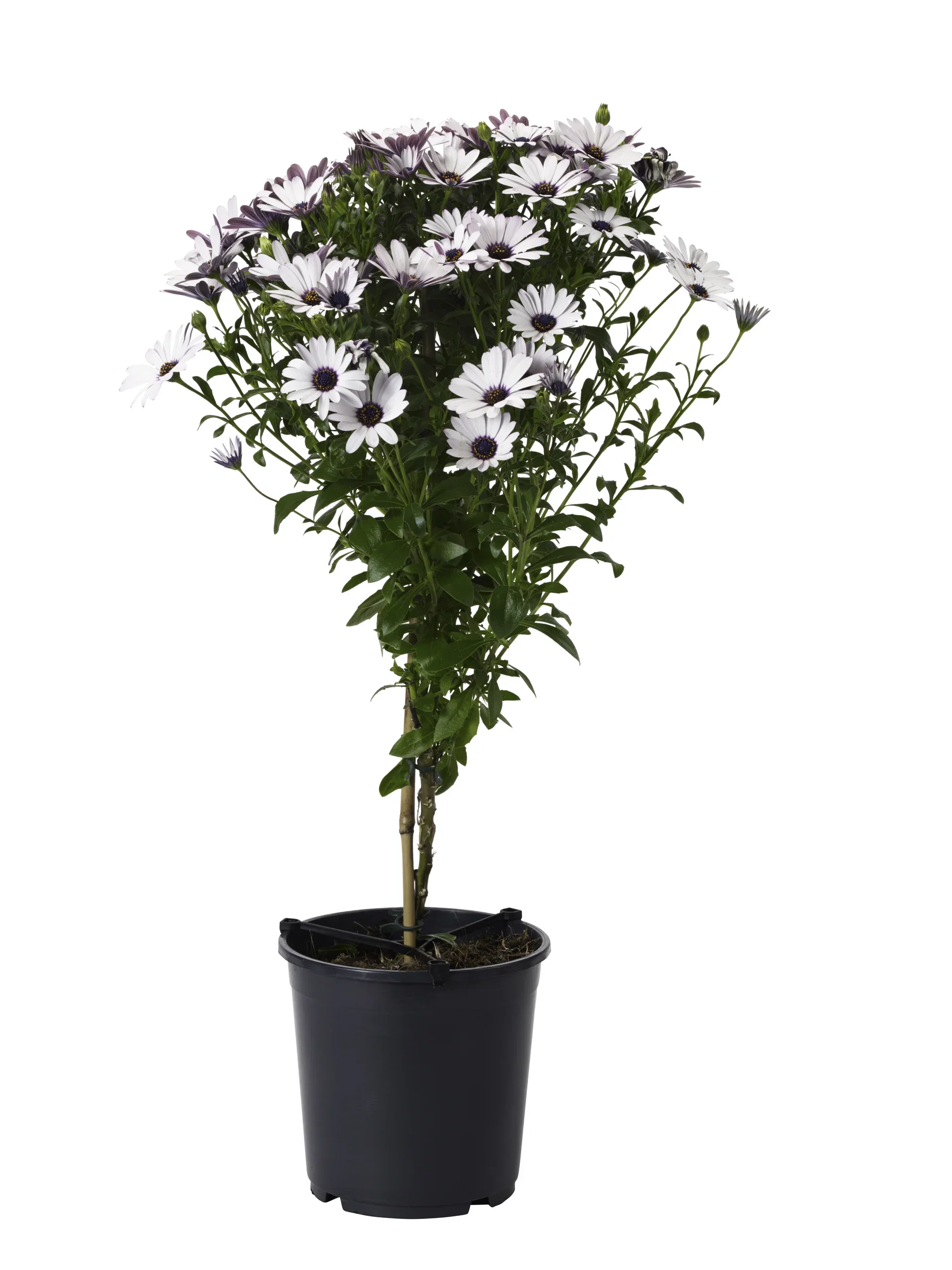Osteospermum ecklonis Spansk margeritt oppstammet Ø19 cm
