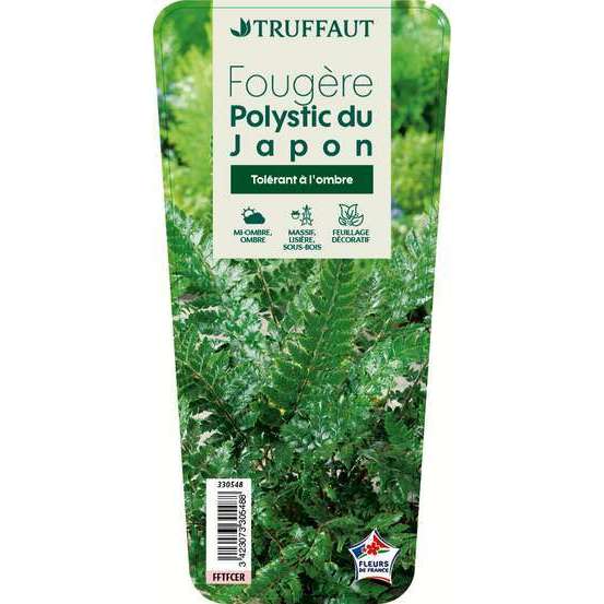 Polystic du Japon : godet rouge