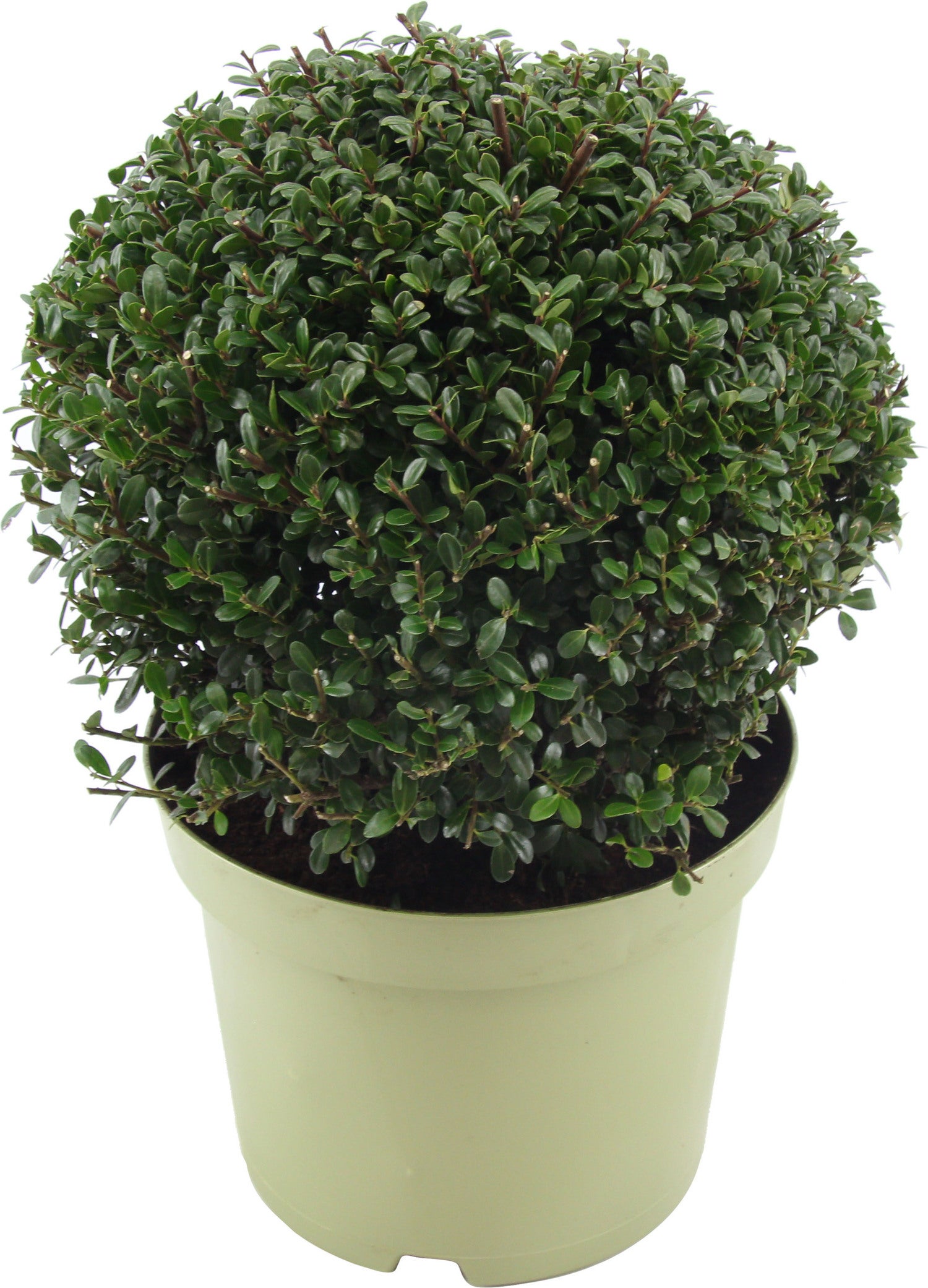 Japanse Hulst (Ilex crenata 'Glory Gem') D 23 H 28 cm