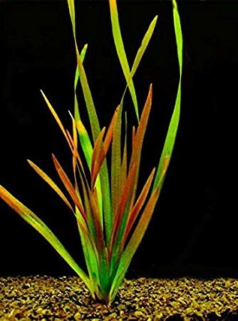 Vallisneria Giganthea Rubra (bos)