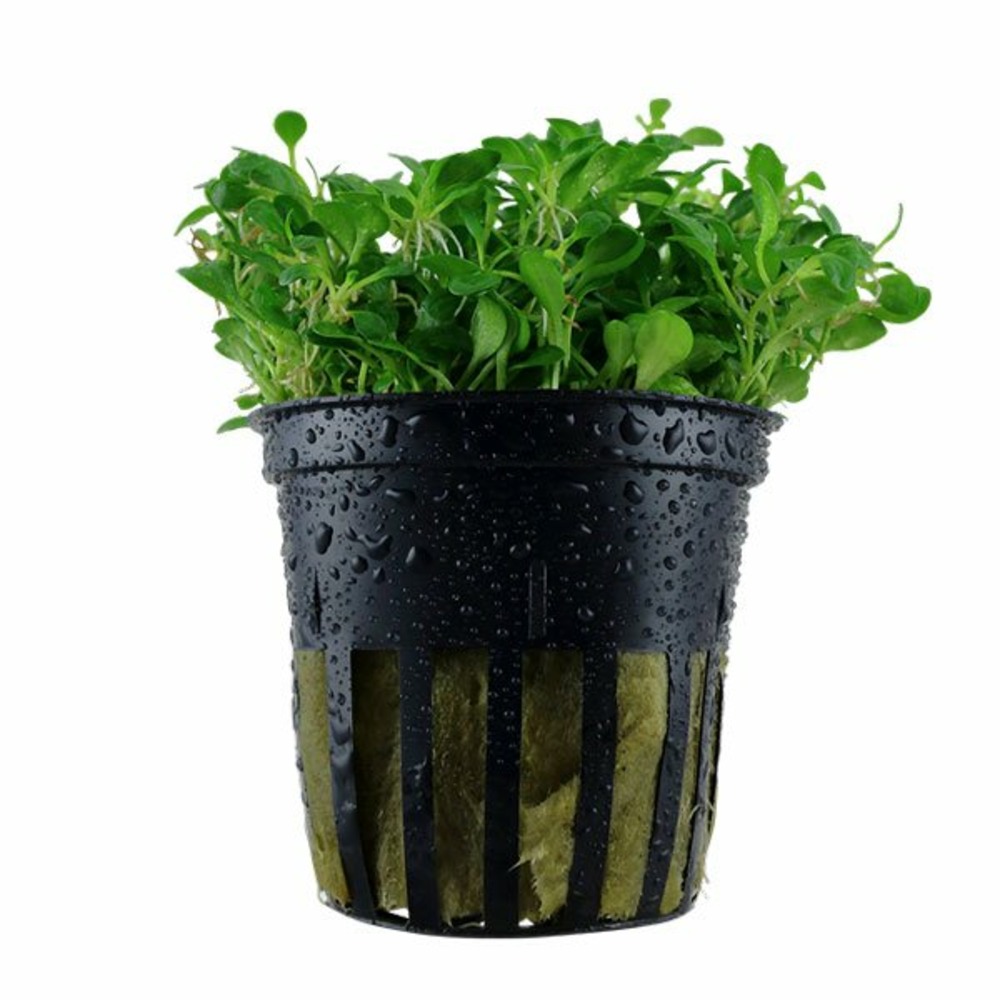 Glossostigma elatinoides