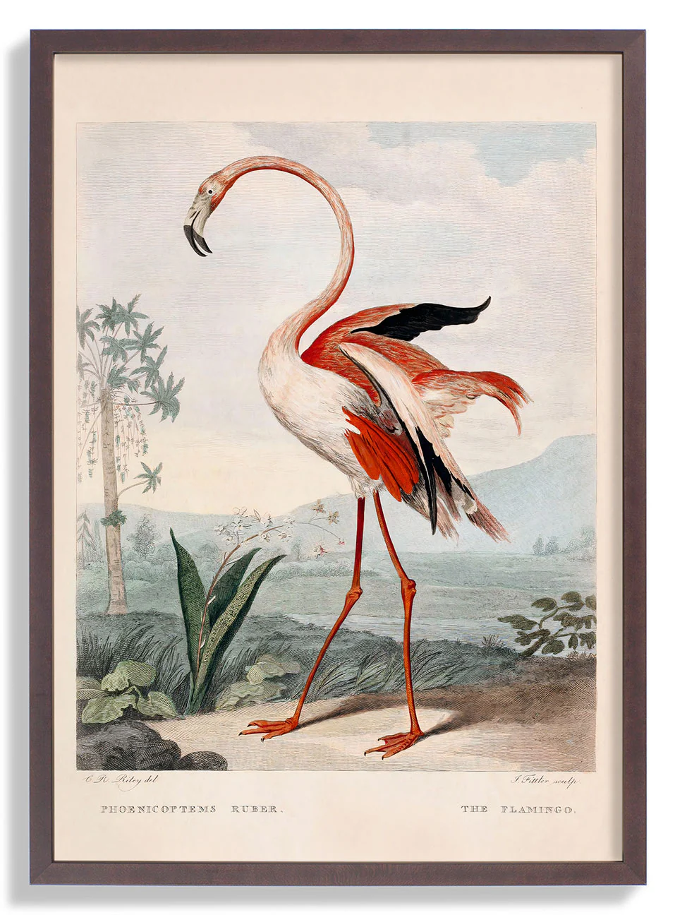 Rosa Flamingo