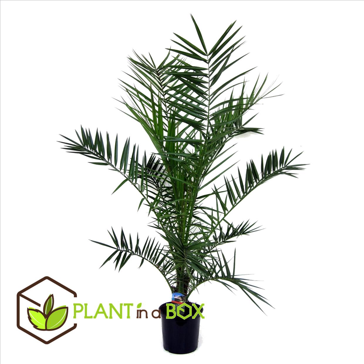 Phoenix canariensis - palmier dattier - pot 19cm - hauteur 80-100cm