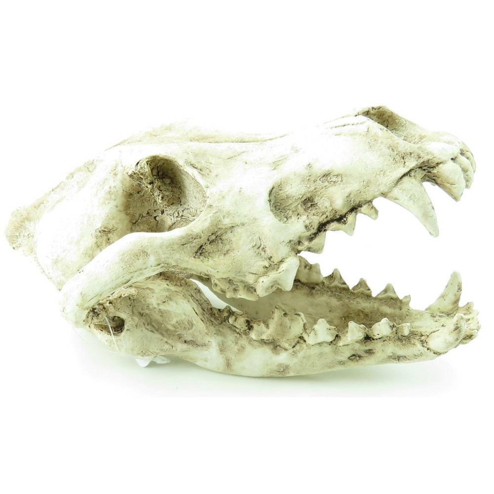 Crâne prédateur animaux, taille 24 x 13 x 13 cm, décoration aquarium