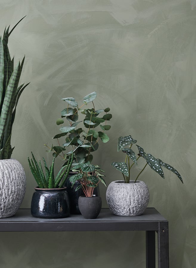 Eucalyptus potteplante Grønn. H55 cm