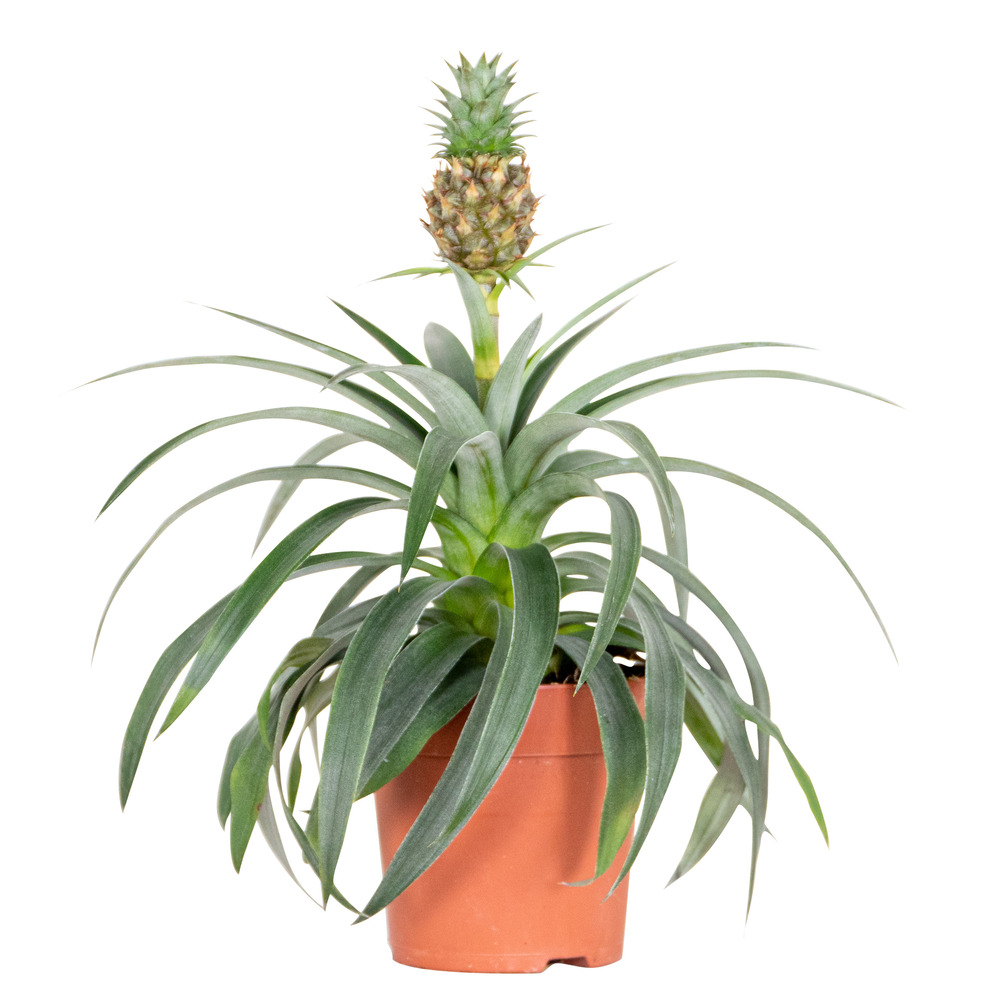 Ananas comosus 'mi amigo' – plant d'ananas – entretien facile – ⌀12 cm – ↕30-35 cm