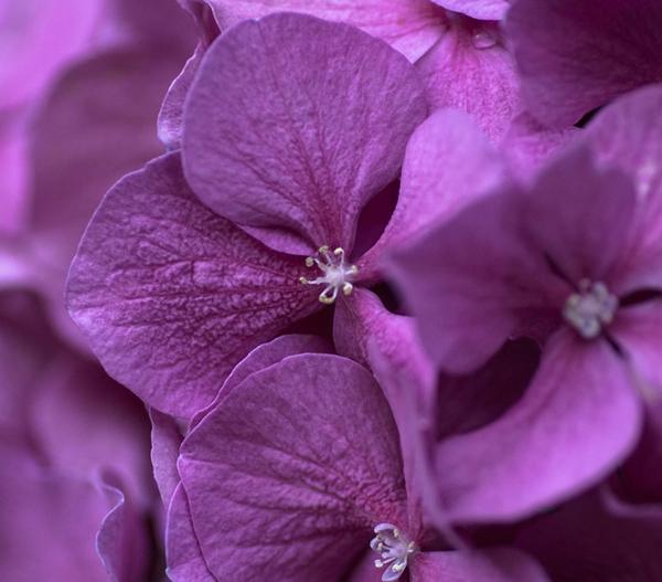 Bauern-Hortensie, ca. 40-50 cm