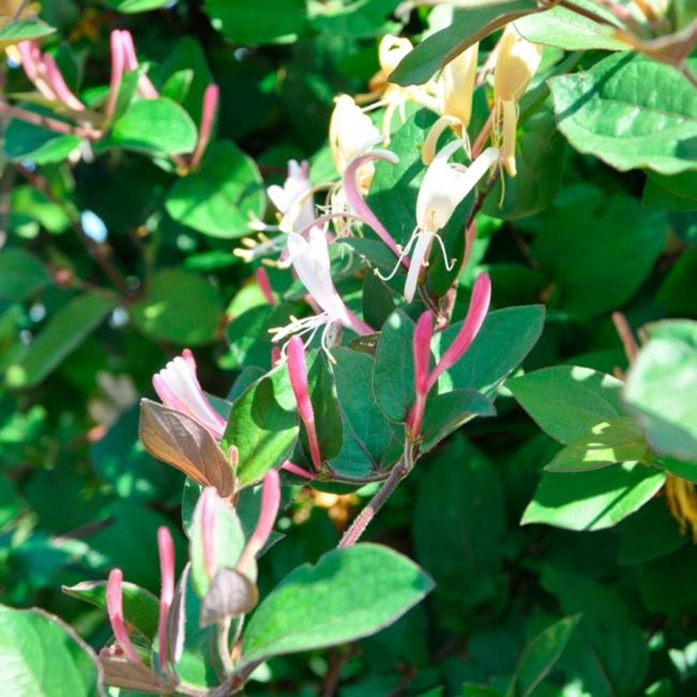 Chèvrefeuille du japon chinensis - lonicera chinensis 3l
