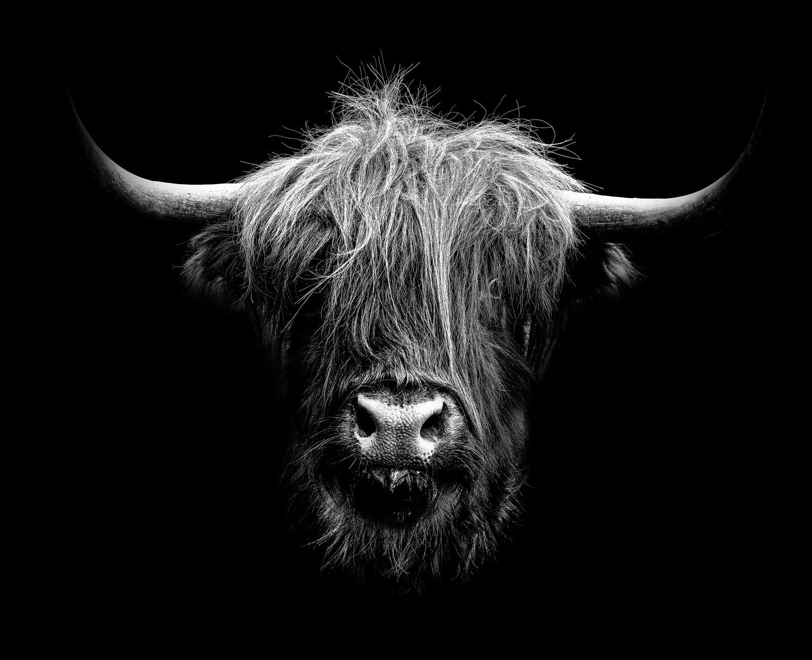 Schottländer by Claudio Gotsch - Limited Edition. Edition of: 150. Signed.