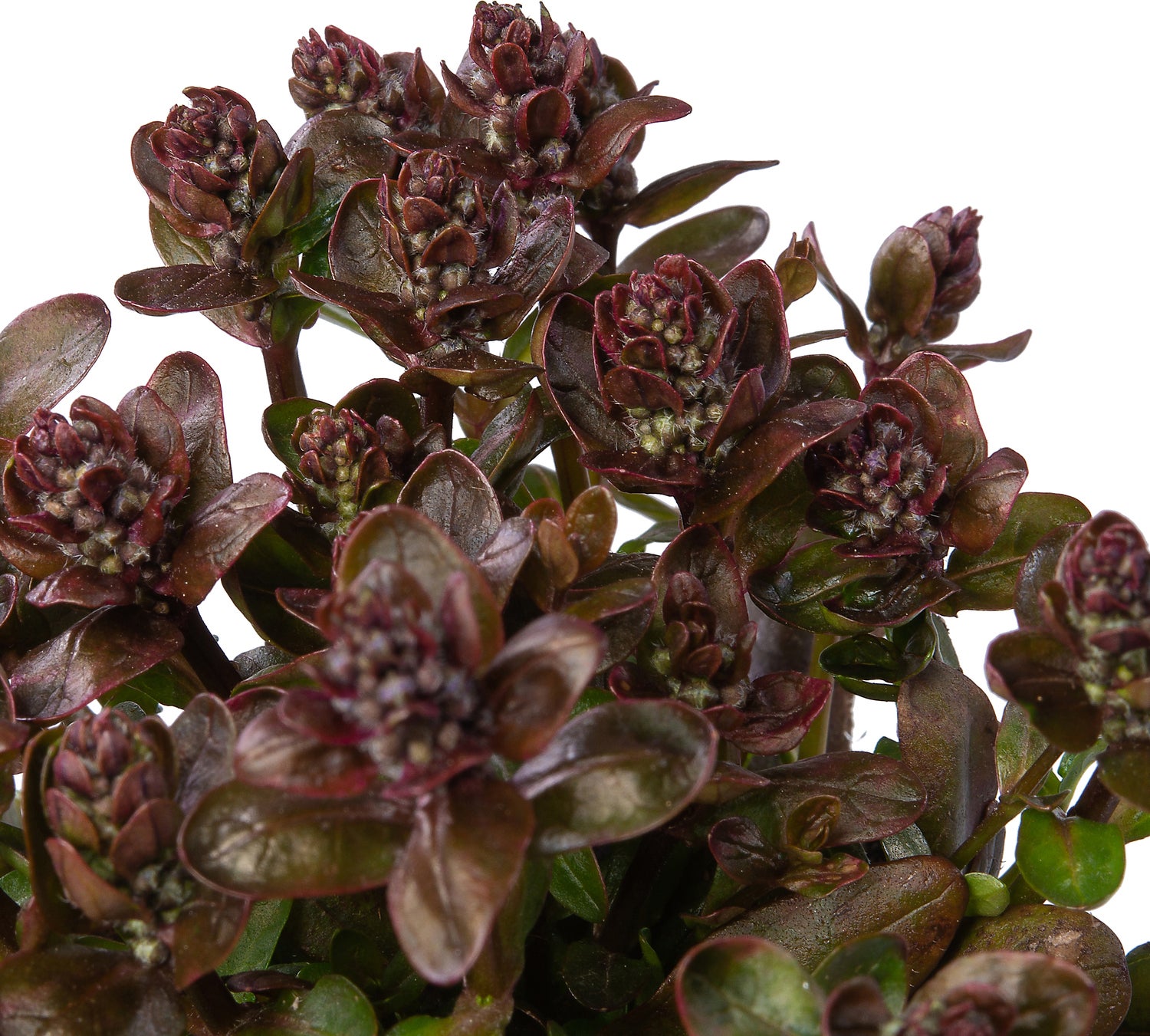Zenegroen (Ajuga reptans 'Chocolate Chip') D 9 H 10 cm