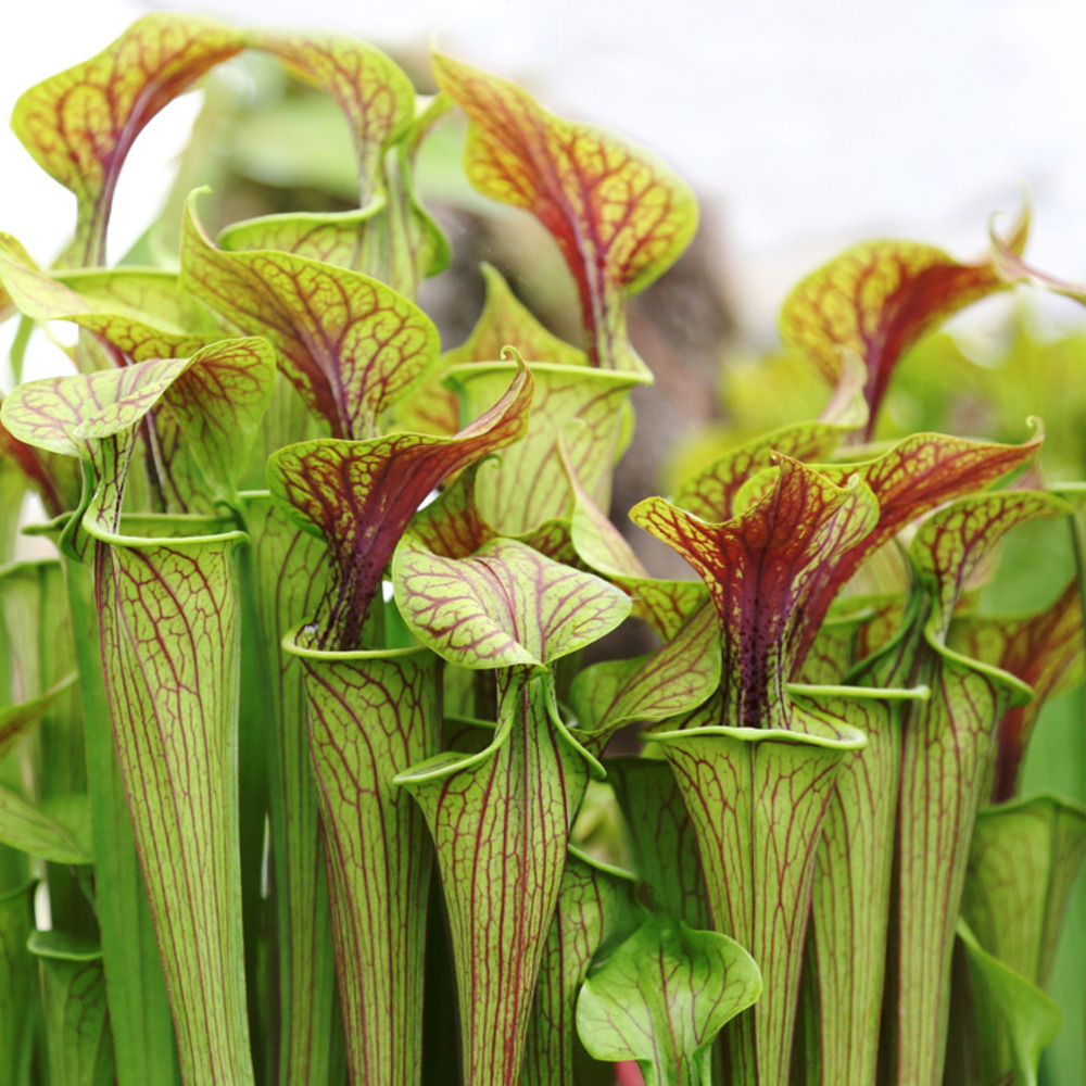 Sarracenia 'juthatip soper' – plante carnivore – peu d'entretien – ⌀12 cm – ↕10-20 cm