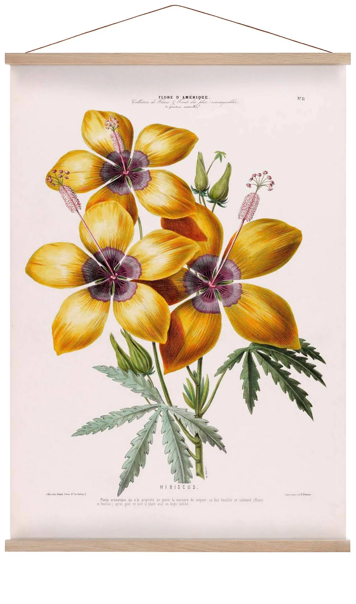 Hibiskus