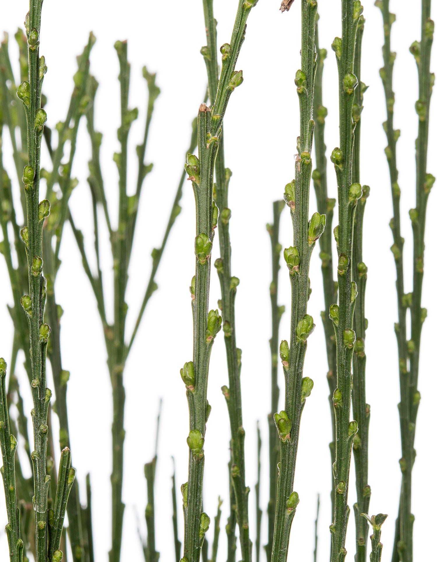 Brem (Cytisus 'Boskoop Ruby') D 21 H 40 cm