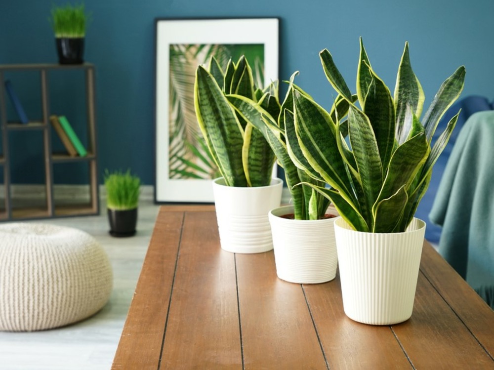 2x sansevieria 'laurentii' – lady's tongue – succulente – peu d'entretien – ⌀12cm – ↕25-35cm