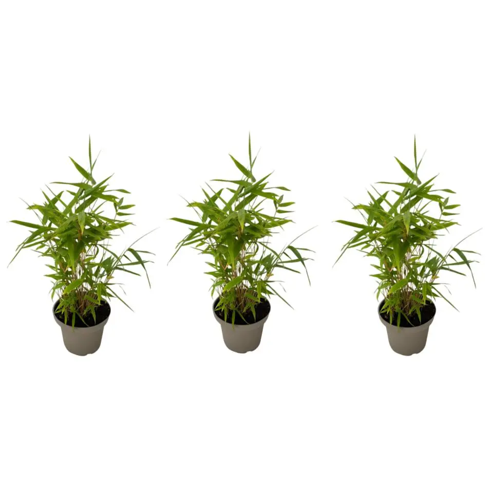 Bamboe - Set van 3 - Fargesia nitida 'Black Dragon' - Hoogte 25-40cm - ⌀14cm